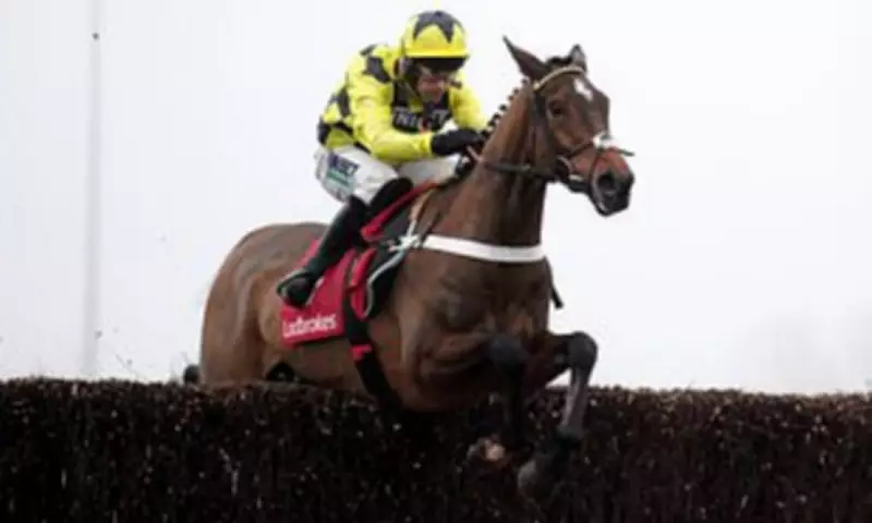 Sir Gino's Health Crisis: Champion Hurdle Favourite Battles Virus After Pelvis Fracture