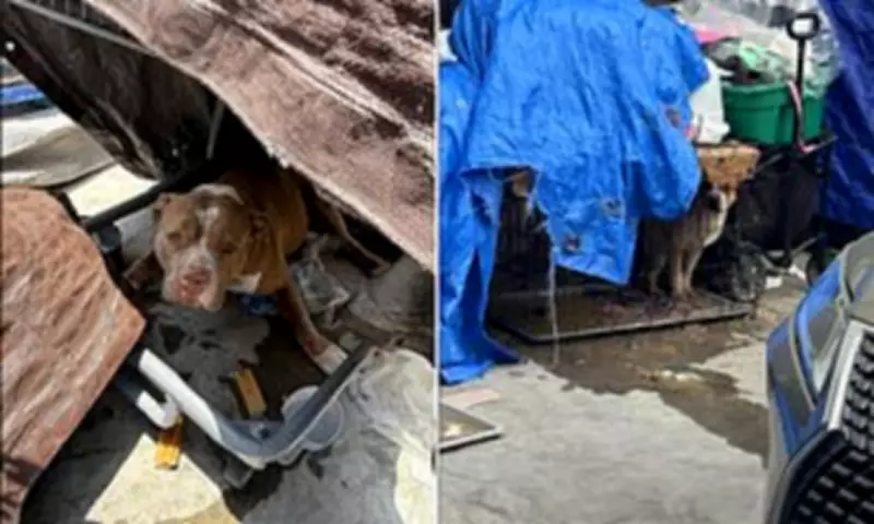 Skid Row's Hidden Animal Crisis: Dogs Starved, Drugged, and Abandoned