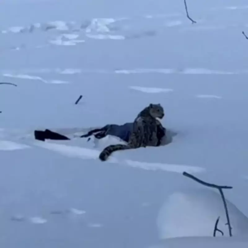Skier Hospitalised After Snow Leopard Mauling in Chinese Geopark