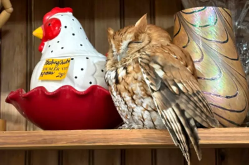 Sleepy Owl Found Napping on Shelf in New York Antique Store