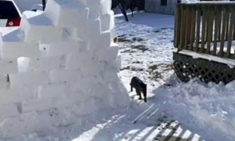 Snowy Backyard Photo Stumps Viewers with Camouflaged Orange Cat