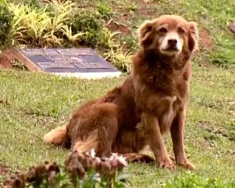 São Paulo's 'Gravedigger Bob' Law Allows Pets to Be Buried with Owners