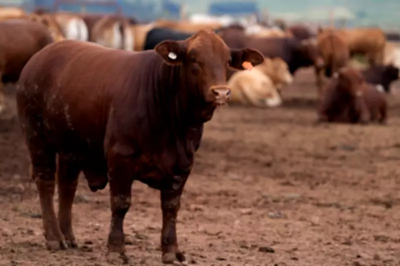 South Africa Launches Mass Cattle Vaccination Drive to Combat Foot-and-Mouth Outbreak