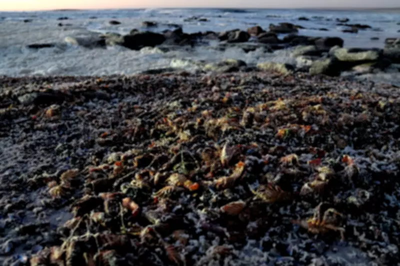 South Africa's West Coast Hit by Severe Red Tide, Killing Crayfish En Masse