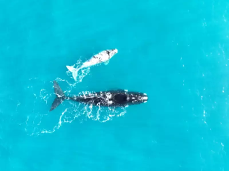 Southern Right Whale Birth Rates Plummet Amid Climate Crisis