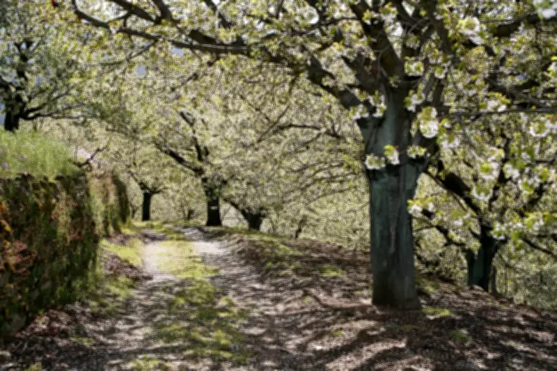Spain's Sakura: The Stunning Cherry Blossom Season in Jerte Valley