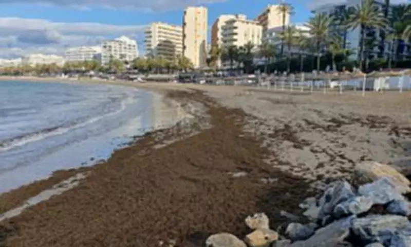 Spanish Beaches Overwhelmed by Invasive Seaweed as Government Faces Criticism