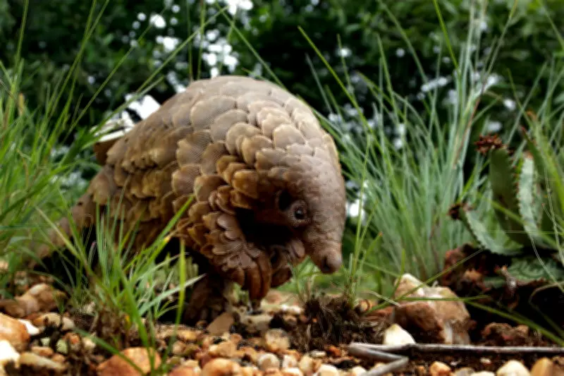 Spanish Police Arrest Woman with 15 Dead Pangolins in Madrid Airport Suitcase