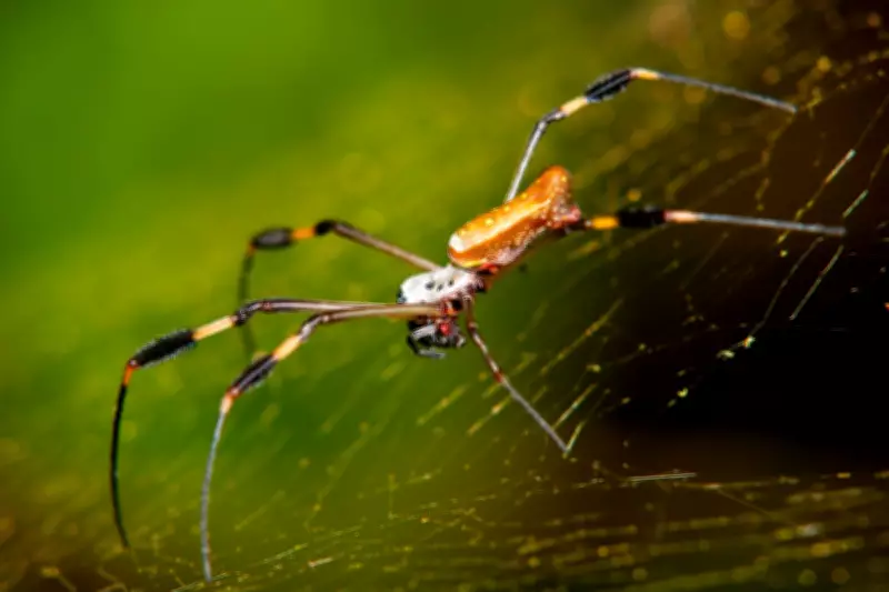 Spider Silk Breakthrough: Clinical Trials Begin for Nerve Repair Surgery