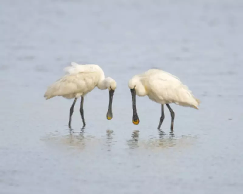 Spoonbills Shine on a Soggy Somerset Stroll: A Country Diary