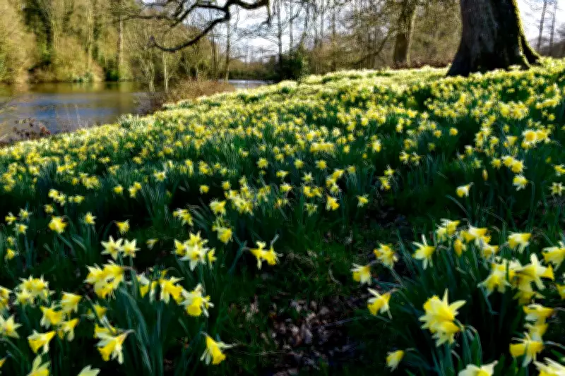 Spring's Golden Glory: 11 Stunning Daffodil Gardens to Visit Across the UK