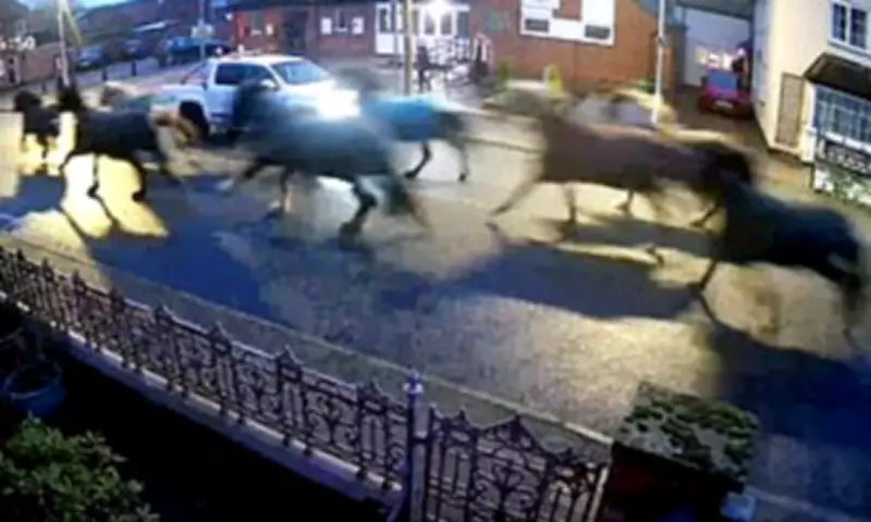 Stampede of 12 Horses Causes Chaos on Nottinghamshire Residential Street