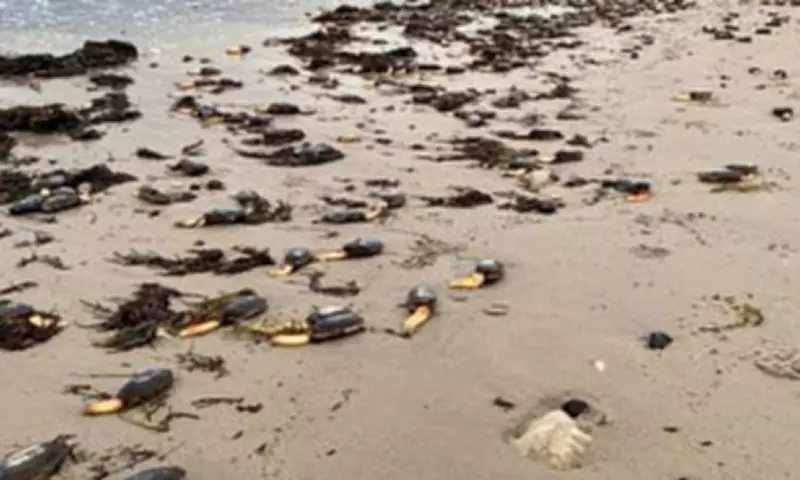 Stranger Things-Like Clams Wash Up on Dorset Beach After Storms