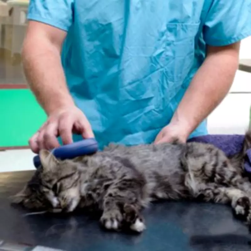 Stray Cat's Microchip Reveals Heartbreaking Truth of Abandonment