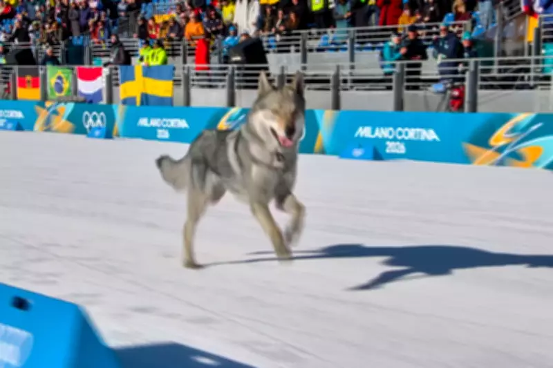 Stray Dog Interrupts Olympic Cross-Country Skiing at Milan Cortina Games