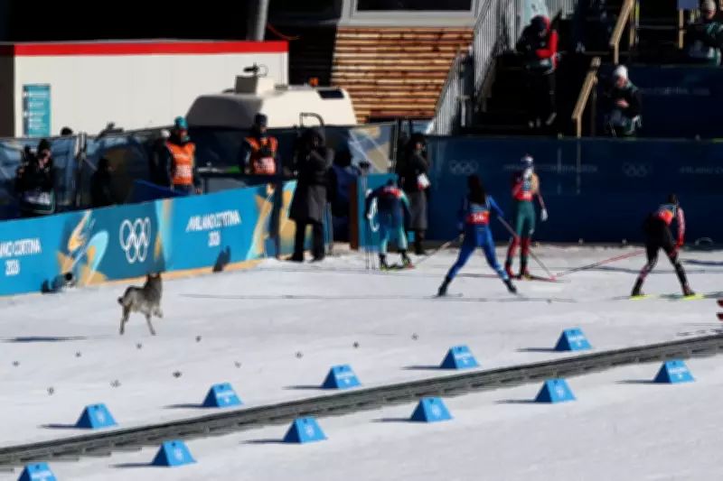 Stray Dog Joins Winter Olympics Ski Race, Steals Spotlight in Tesero