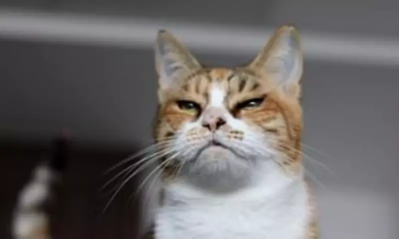 Study Confirms Cats Are Independent, Unlike Dogs Who Depend on Owners