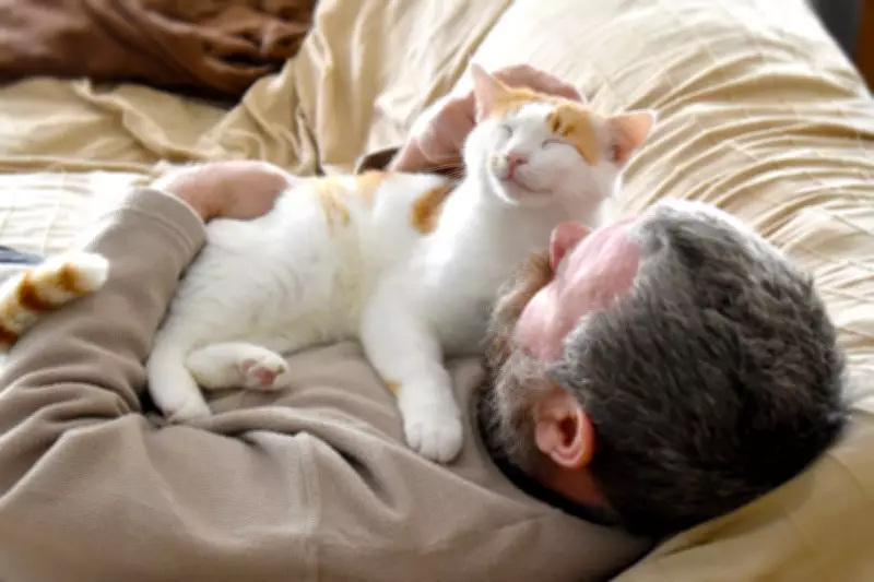 Study Reveals Cats Lack Emotional Dependency on Owners, Unlike Dogs