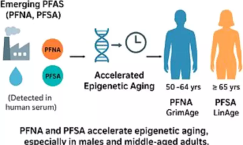 Study Reveals Middle-Aged Men Most Vulnerable to 'Forever Chemicals' Accelerating Ageing