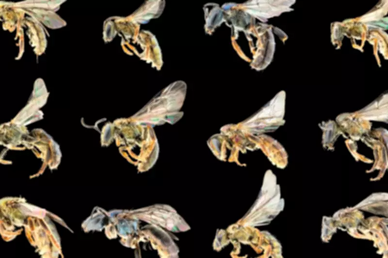 Study Reveals 'Treasure Map' for Thousands of Undiscovered Bee Species
