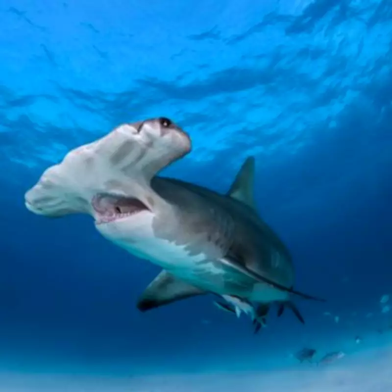 Surfer's Terrifying Hammerhead Shark Attack Caught on Camera in Rare Encounter