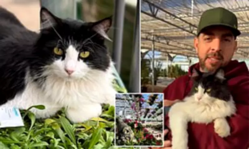 Texas Garden Centre Cat Sylvester Goes Viral for Rat-Catching Skills