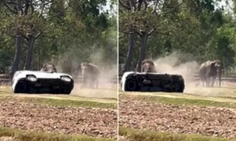 Thai Elephant's Mating Rage Injures Handler and Flips Cars in Buriram