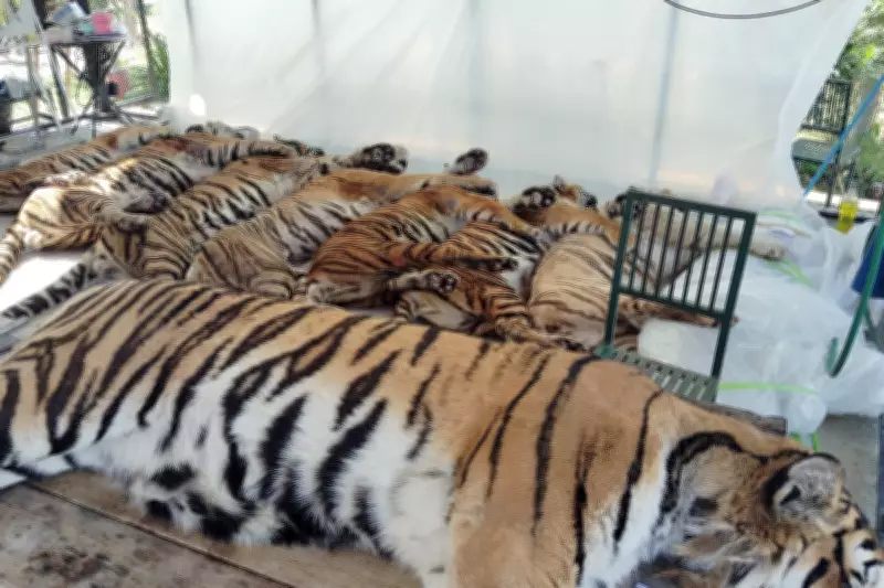 Thai Officials Confirm 72 Tiger Deaths Caused by Canine Distemper, Not Bird Flu