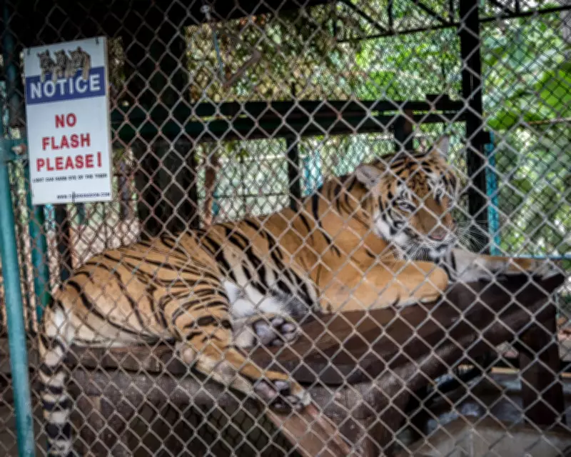 Thailand's Tiger Kingdom Outbreak: 72 Tigers Die Amid Virus Fears