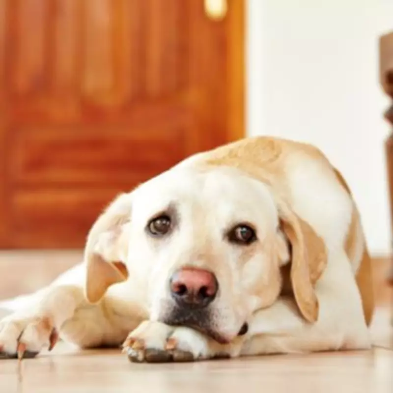 The Heartwarming Reason Your Dog Follows You to the Bathroom