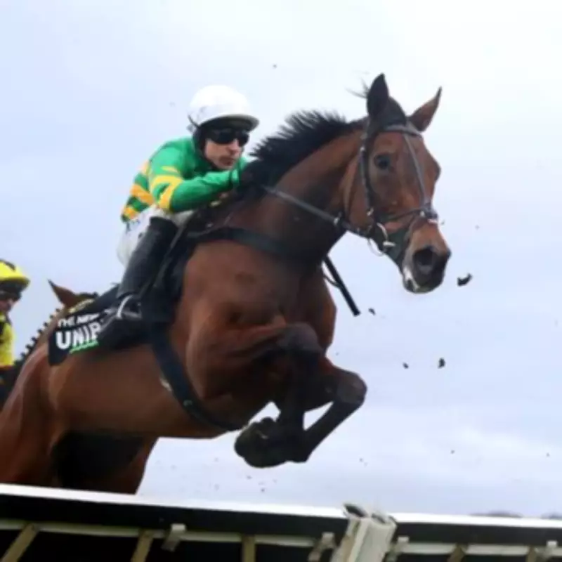 The New Lion Emerges as Champion Hurdle Favourite After Constitution Hill Withdrawal