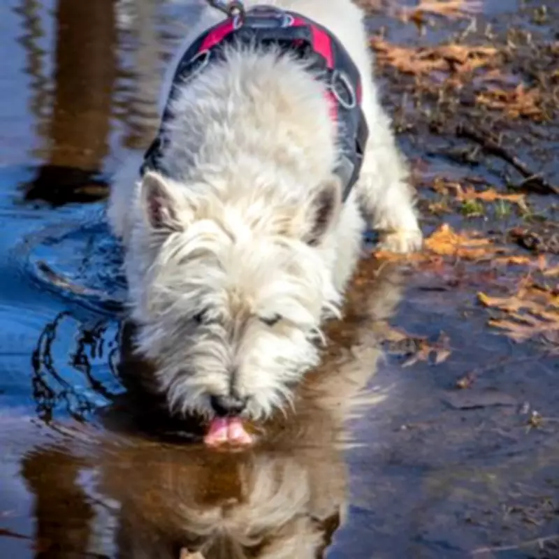 The Science Behind Wet Dog Smell and Which Breeds Are Most Prone