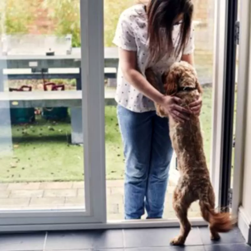 The Science Behind Your Dog's Doorway Anticipation When You Return Home