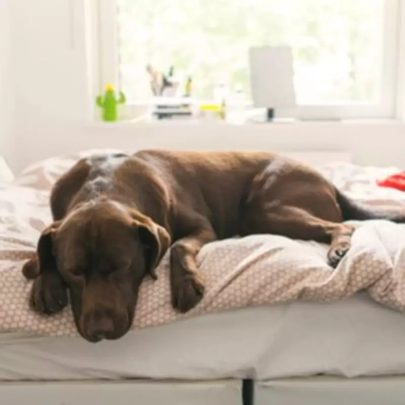 Three Heartwarming Reasons Why Your Dog Wants to Sleep in Your Bed
