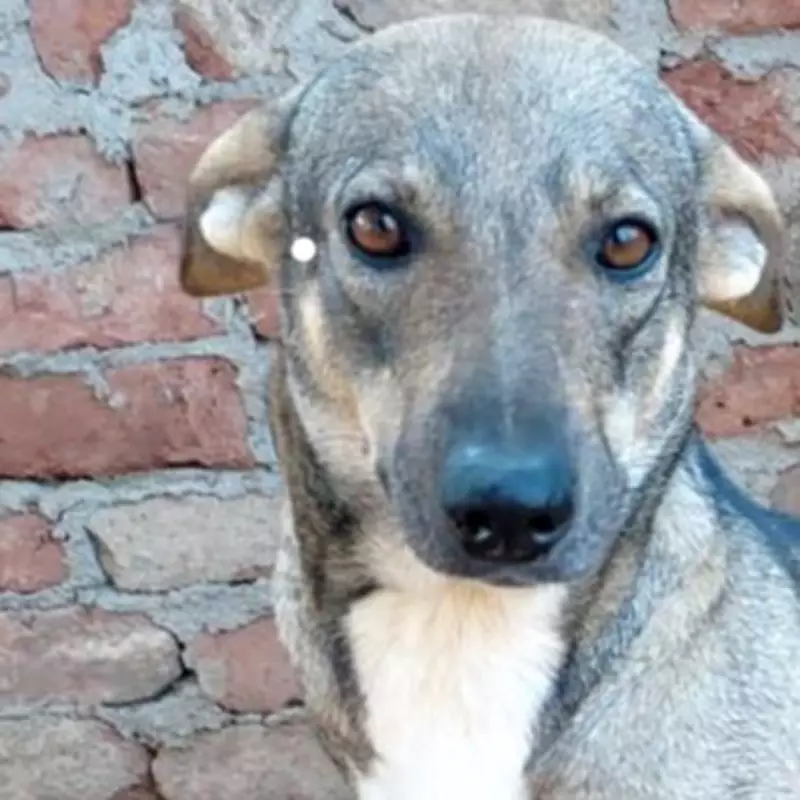 Three-Legged Rescue Dog Mabel Seeks Loving Home After Surviving Egyptian Streets