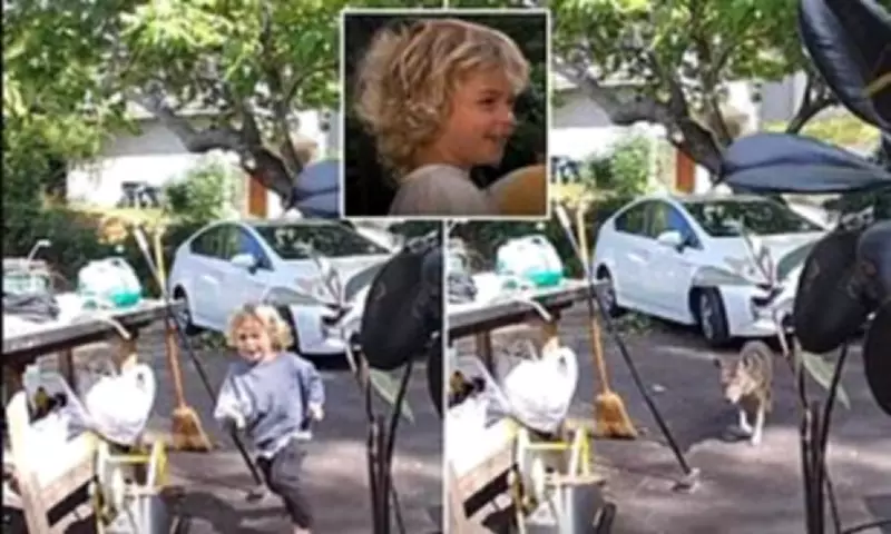 Toddler's Terrifying Coyote Chase in Pasadena Driveway Caught on Camera