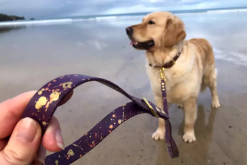 Top Dog Leads for Every Pooch: A Comprehensive Guide to the Best in 2023