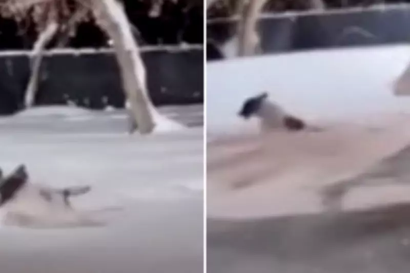 Toronto Police Dog Beaux's Snow Day Fun Captured on Camera