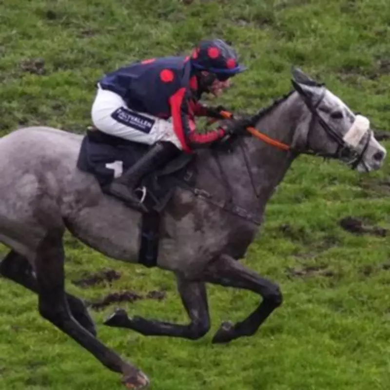 Trainer Dawson Rules Out Cheltenham for A Likeable Rogue, Rejects Sale Offers
