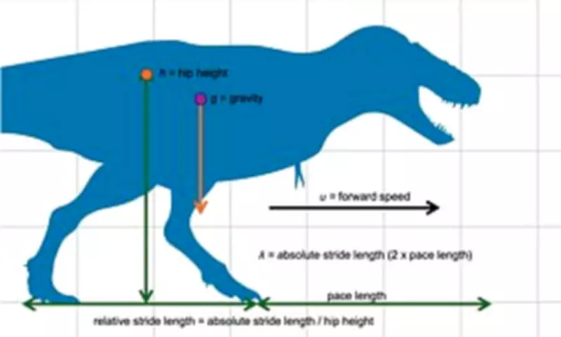 T.Rex Walked on Tip-Toes Like Birds, New Study Reveals