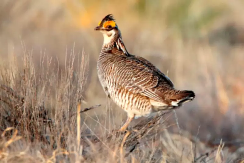 Trump Administration Removes Federal Protections for Dancing Prairie Bird