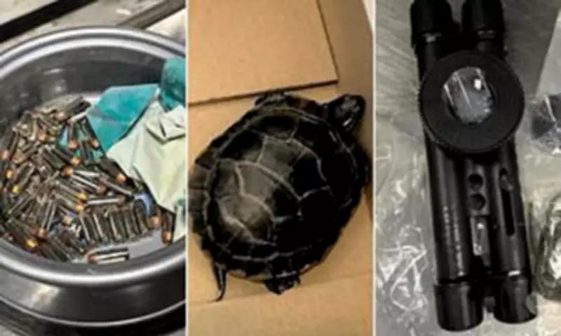 TSA's 2025 Confiscations: From Turtles in Bras to Explosive Replicas