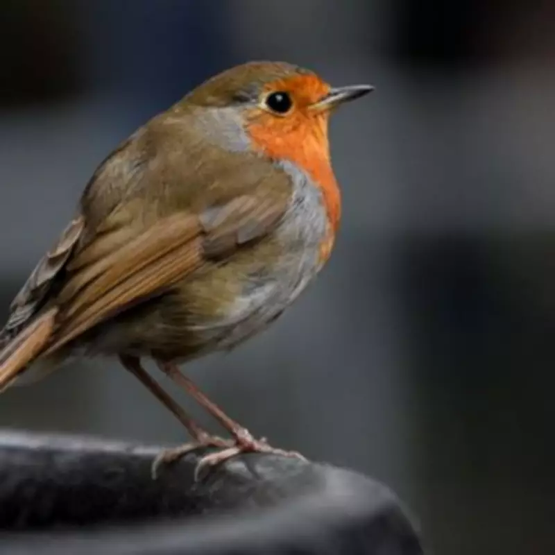 UK Gardeners Warned: Common Breadcrumb Habit Puts Robins at Risk