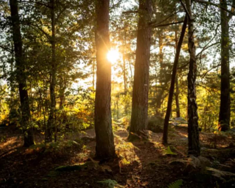 UK Intelligence Report Warns Biodiversity Collapse Poses Critical National Security Threat