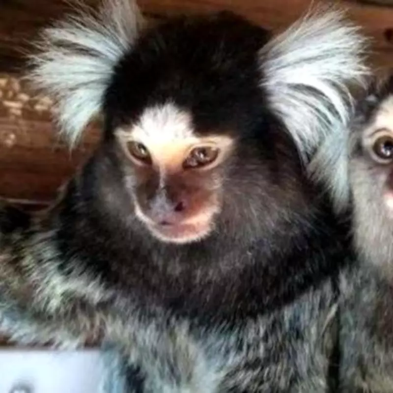 UK Monkey Owners Fear Pets Face Euthanasia Under New Licensing Rules