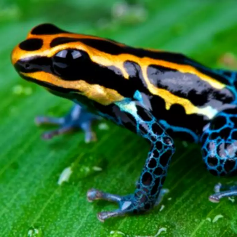 UK Reveals Navalny Died from Dart Frog Toxin, Russia Denies Claims