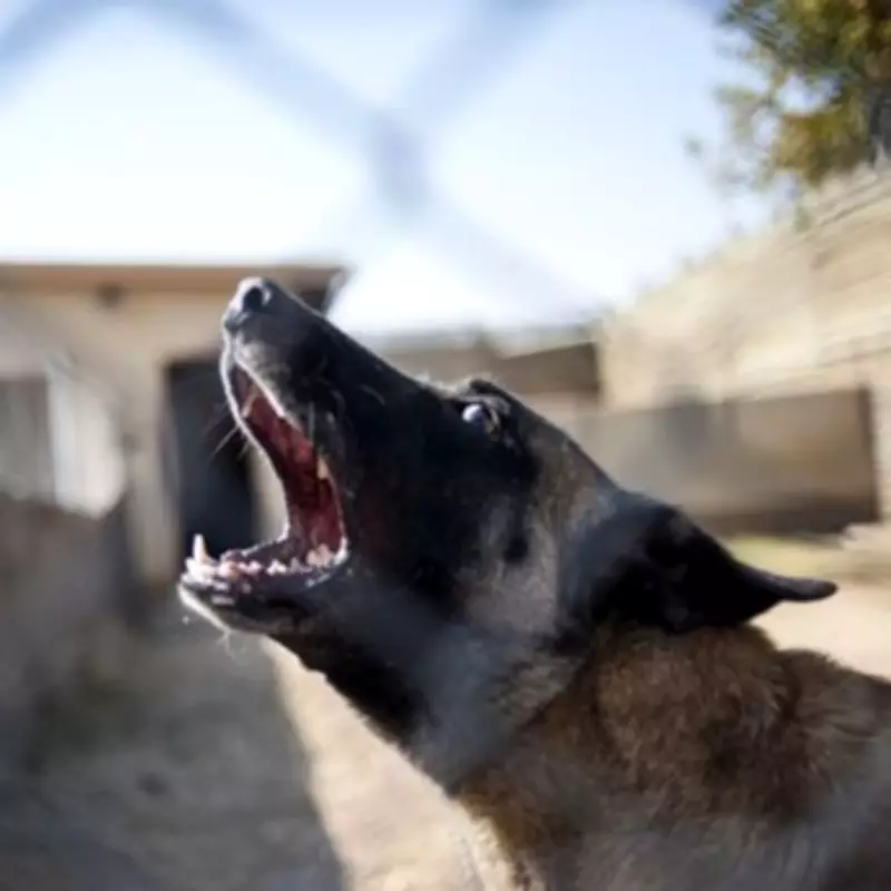 UK's Most Dangerous Dog Breeds Ranked: XL Bully Absent from Top 10 List