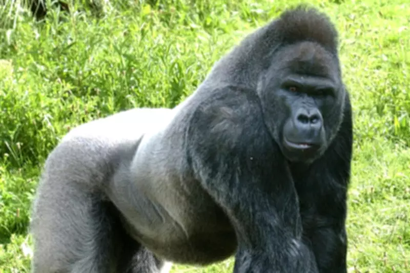 UK's Oldest Male Gorilla Euthanised Days After Relocation to New Home