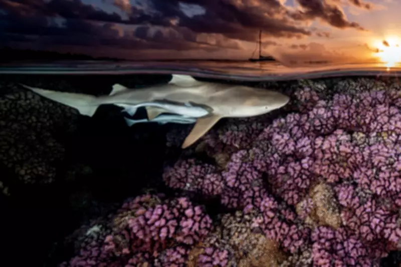 Underwater Photographer of the Year 2026 Winners Announced
