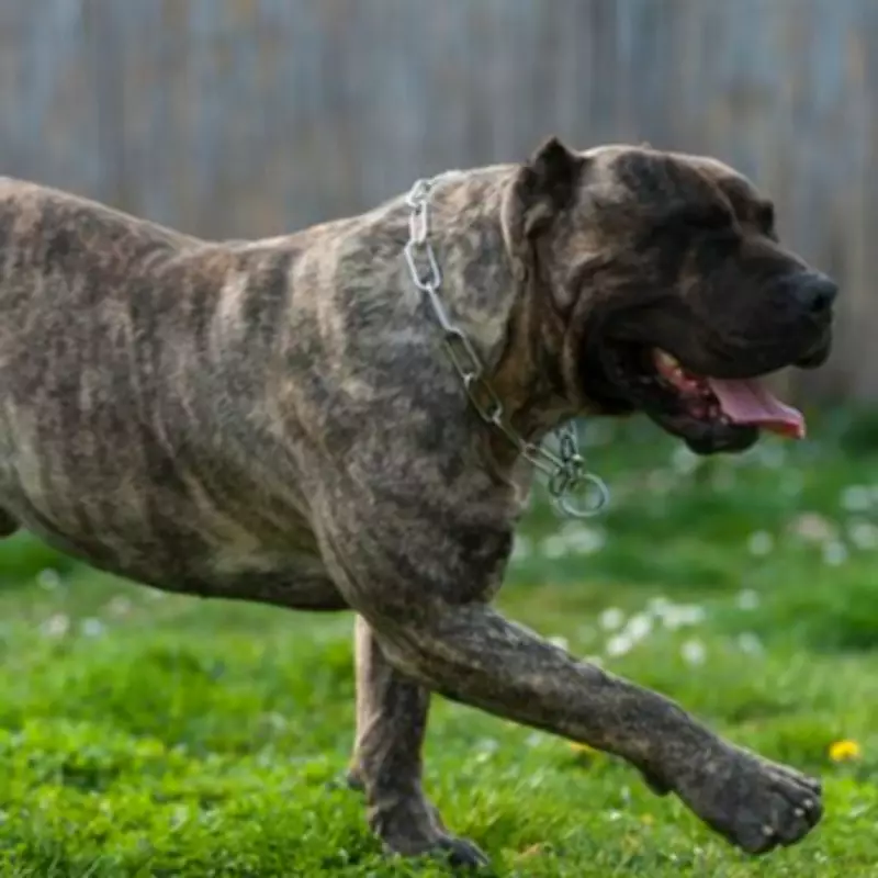 Universal Credit Mum Chooses Heating Off Over Rehoming Her Dogs